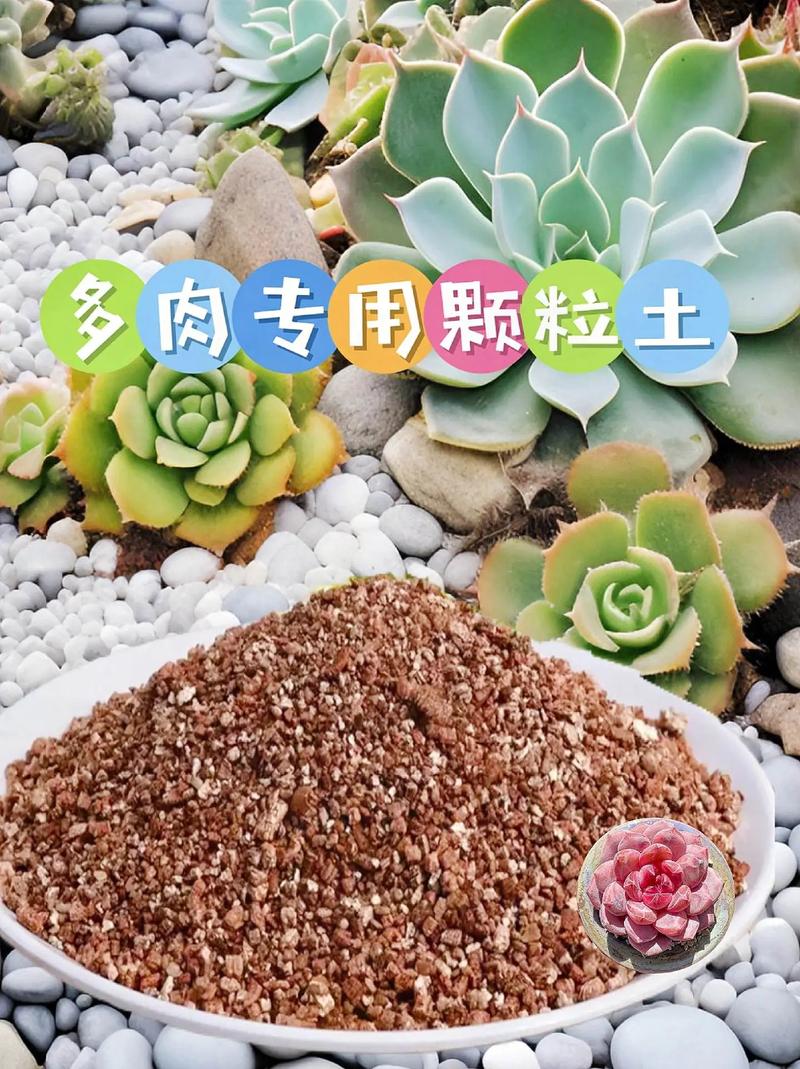 多肉能用普通土种吗？-第1张图片-吾爱花网