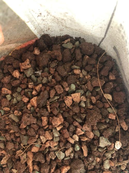 多肉能用普通土种吗？-第2张图片-吾爱花网