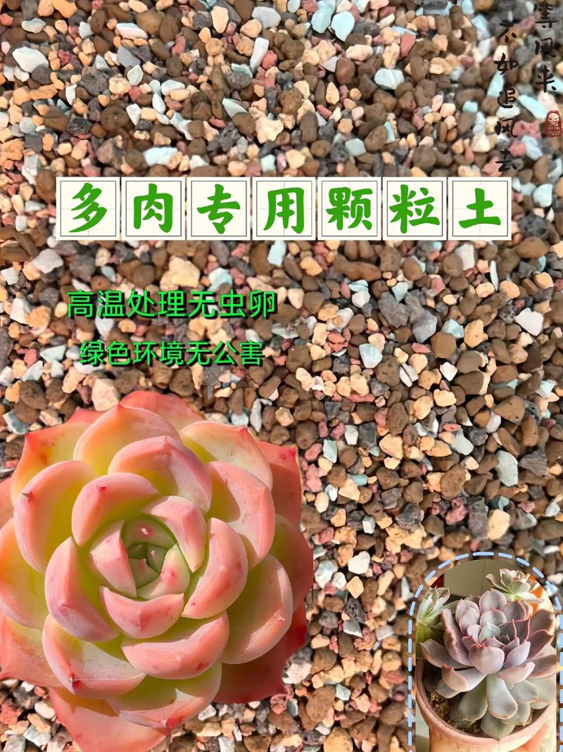 多肉能用普通土种吗？-第3张图片-吾爱花网