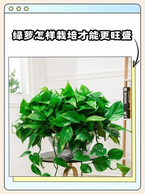绿盆栽图片大全，怎么养绿萝？-第1张图片-吾爱花网