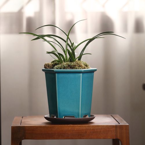 春兰紫沙盆栽有哪些经典样式？-第1张图片-吾爱花网