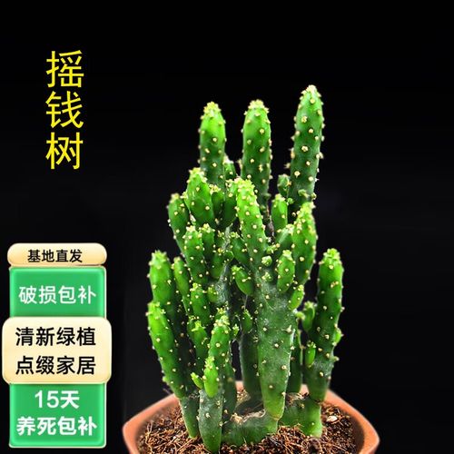 摇钱树多肉刺有毒吗？-第3张图片-吾爱花网