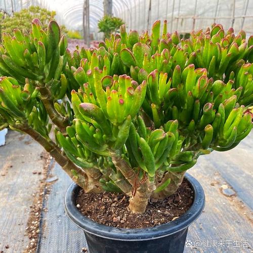 摇钱树多肉刺有毒吗？-第2张图片-吾爱花网