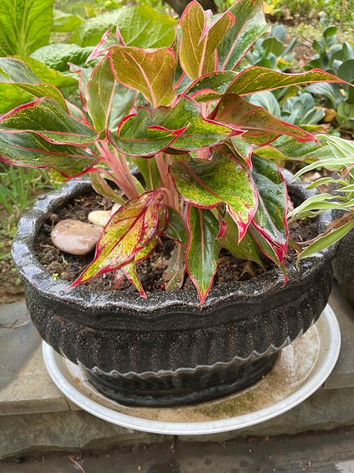 盆栽如意枯萎了还有救吗？-第3张图片-吾爱花网