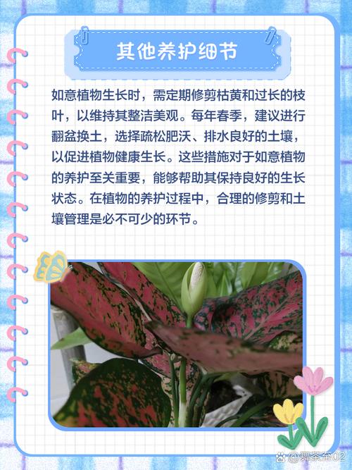 盆栽如意枯萎了还有救吗？-第2张图片-吾爱花网