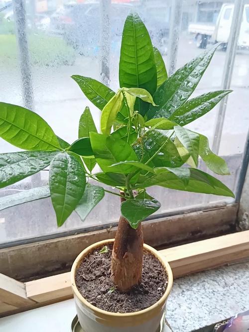 盆栽叶面喷施哪种肥水好？-第3张图片-吾爱花网