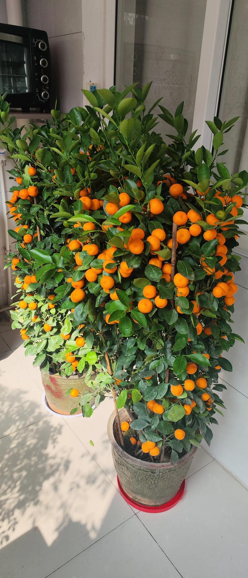 盆栽小金桔冬天会落叶吗？-第2张图片-吾爱花网