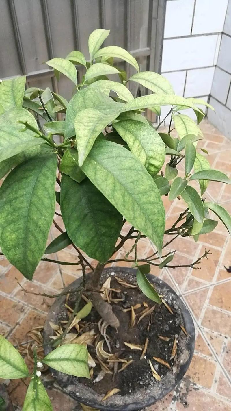 盆栽小金桔冬天会落叶吗？-第3张图片-吾爱花网