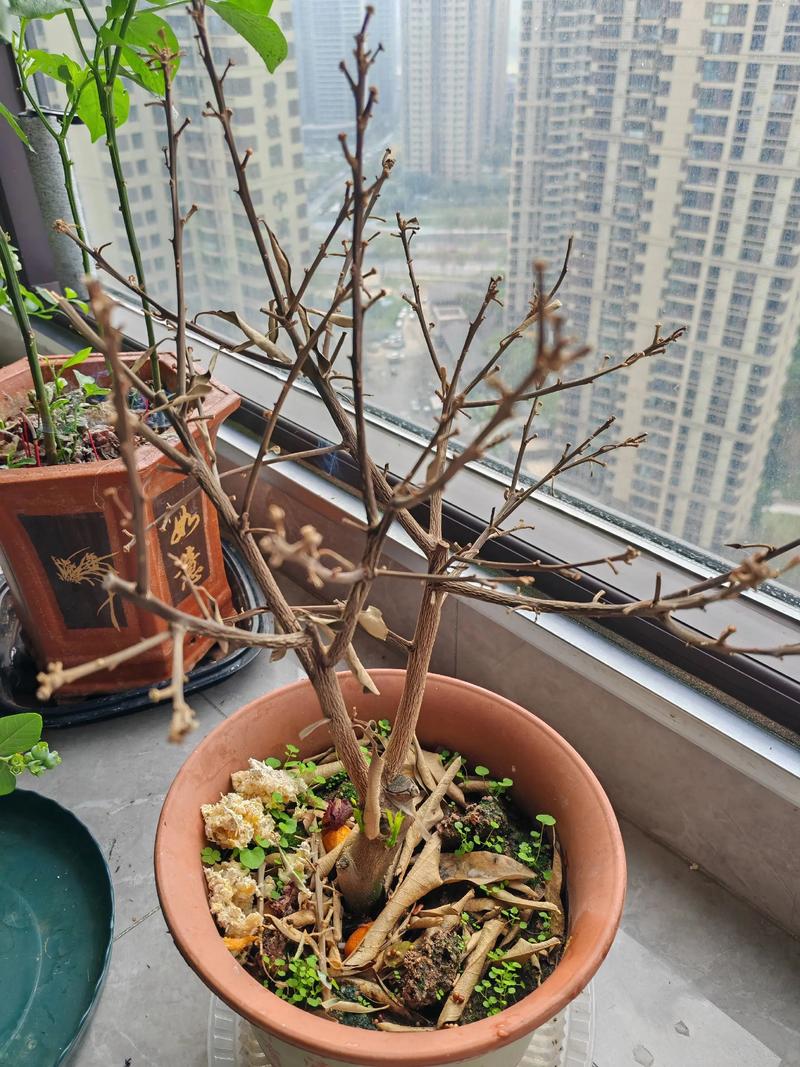 盆栽小金桔冬天会落叶吗？-第1张图片-吾爱花网