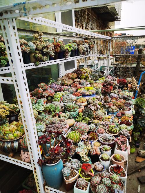 杭州哪里能找到多肉培育基地？-第1张图片-吾爱花网