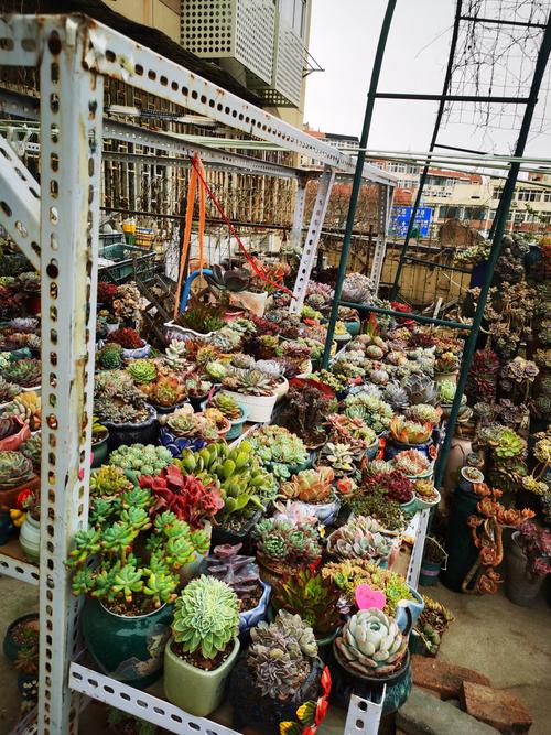 杭州哪里能找到多肉培育基地？-第2张图片-吾爱花网