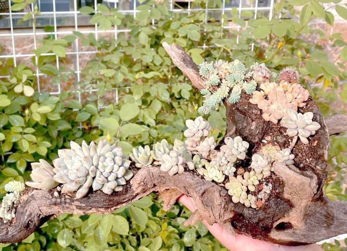 杭州哪里能找到多肉培育基地？-第3张图片-吾爱花网