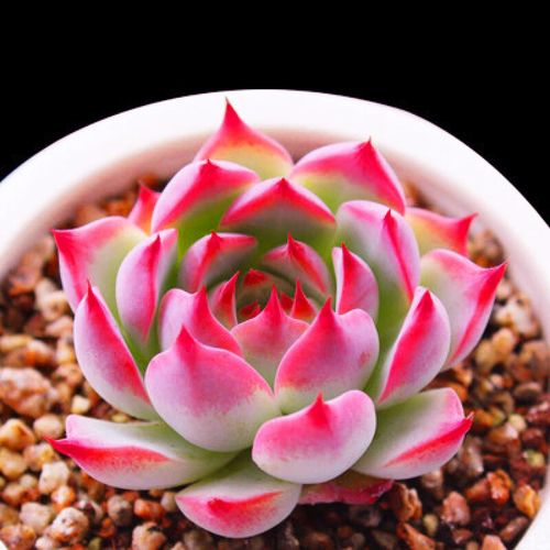 多肉暴盆怎么养？这样养才爆盆！-第2张图片-吾爱花网