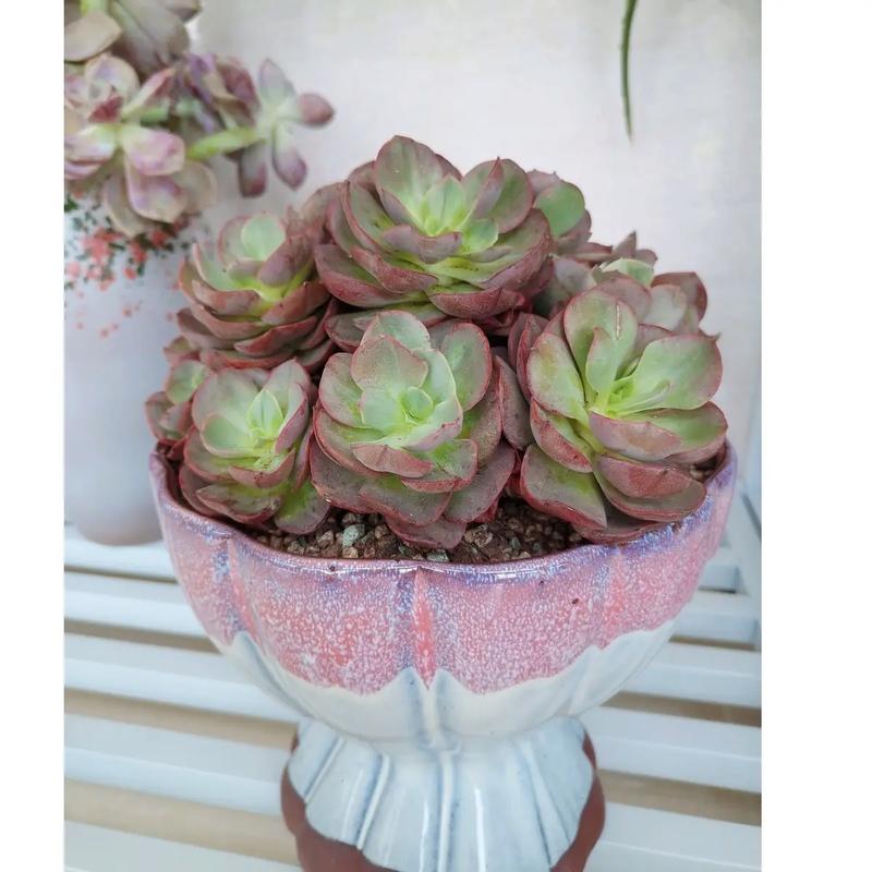 多肉暴盆怎么养？这样养才爆盆！-第1张图片-吾爱花网