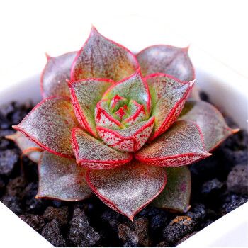 多肉暴盆怎么养？这样养才爆盆！-第3张图片-吾爱花网