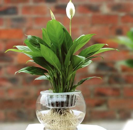 夏季适合水培哪些植物？-第2张图片-吾爱花网