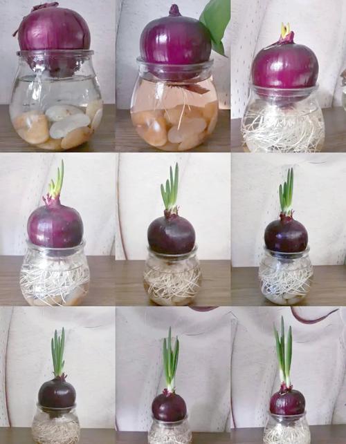 盆栽洋葱视频怎么种？新手能学会吗？-第1张图片-吾爱花网
