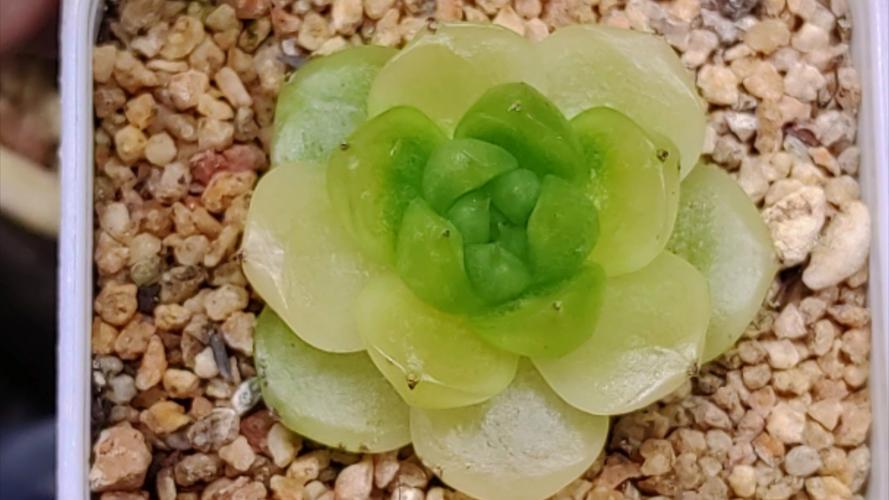 多肉叶子化水能自愈吗？-第3张图片-吾爱花网