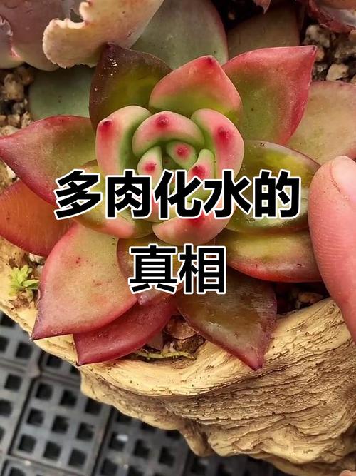 多肉叶子化水能自愈吗？-第2张图片-吾爱花网