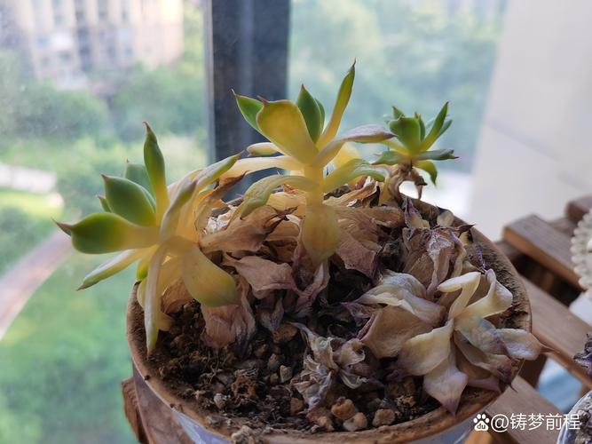 多肉叶子化水能自愈吗？-第1张图片-吾爱花网