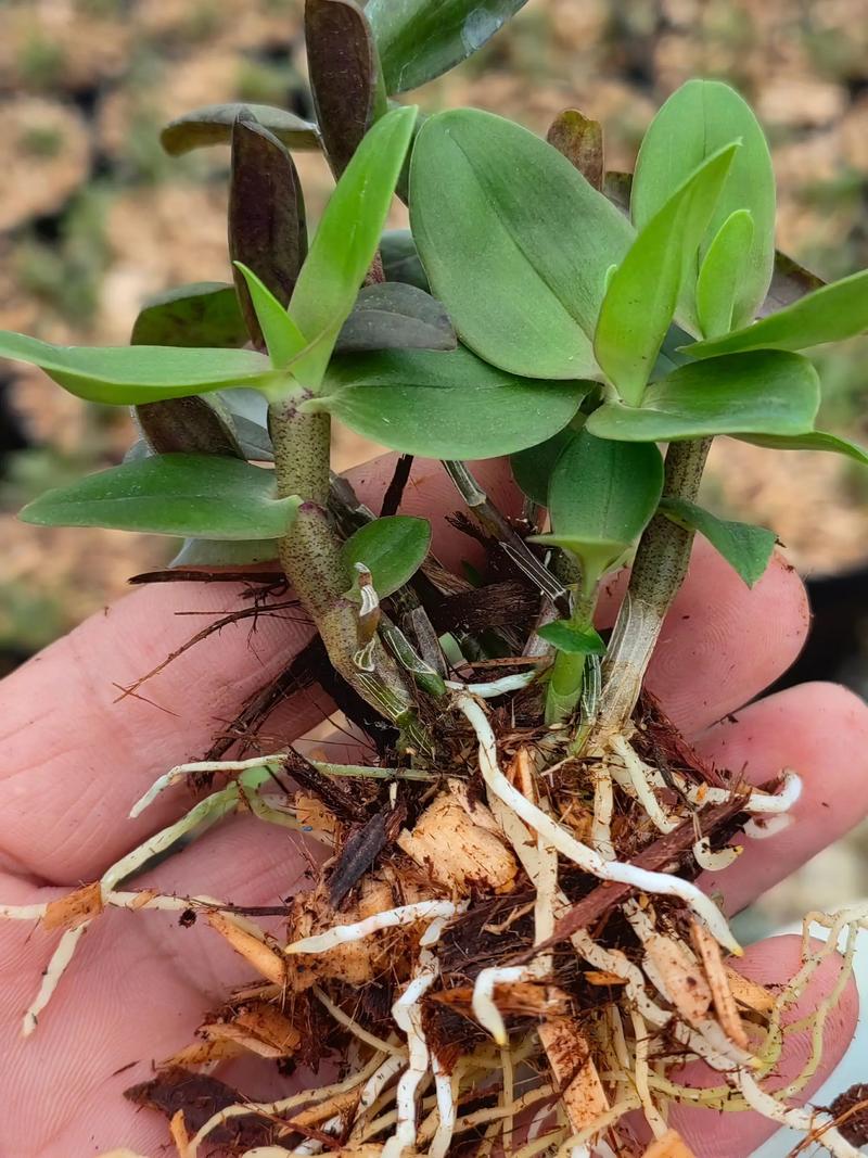 铁皮石斛盆栽好养吗？新手能养活吗？-第1张图片-吾爱花网