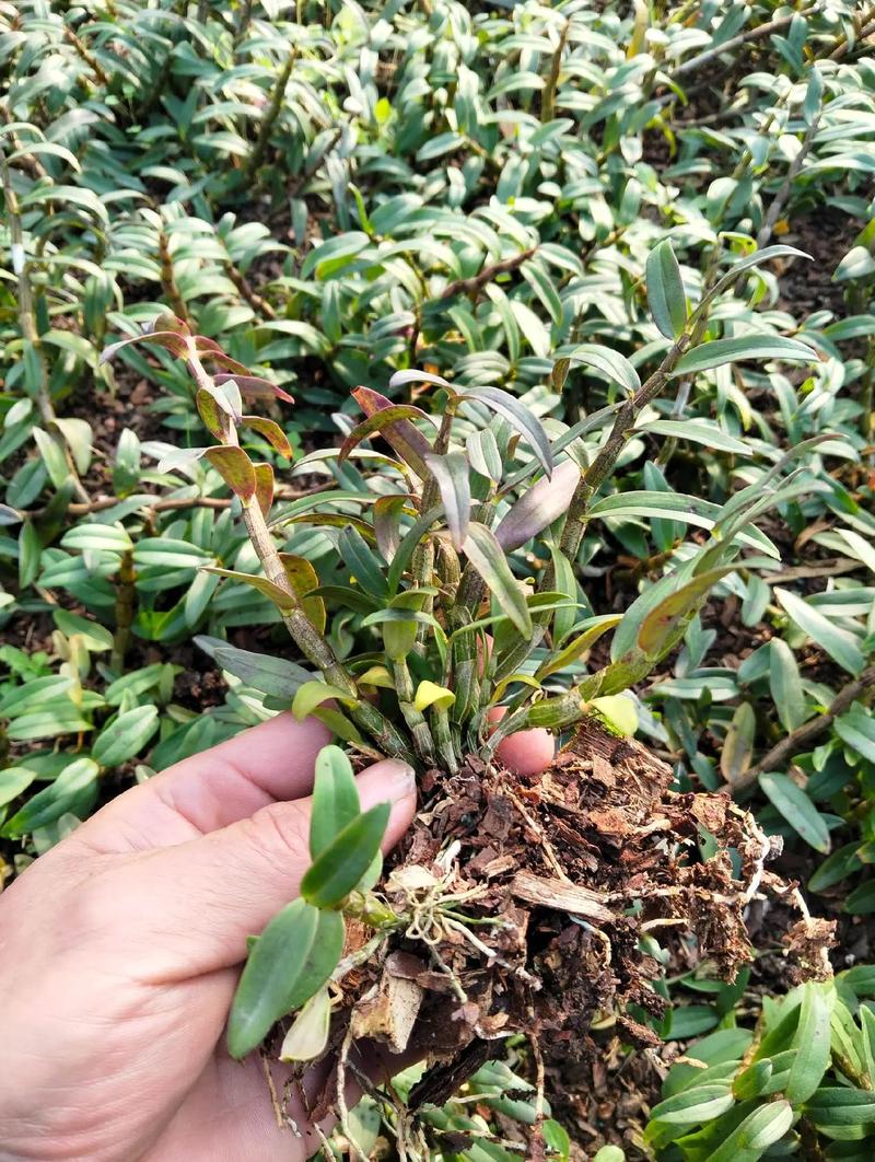 铁皮石斛盆栽好养吗？新手能养活吗？-第2张图片-吾爱花网