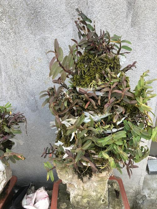 铁皮石斛盆栽好养吗？新手能养活吗？-第3张图片-吾爱花网