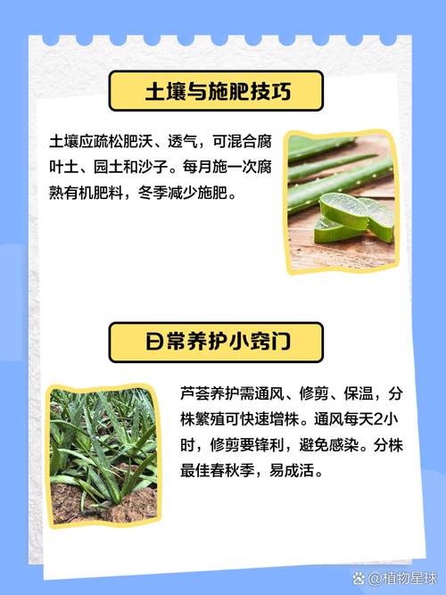 水培芦荟能直接用自来水吗？-第2张图片-吾爱花网