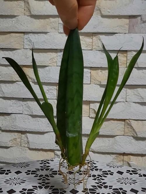 水培芦荟能直接用自来水吗？-第1张图片-吾爱花网