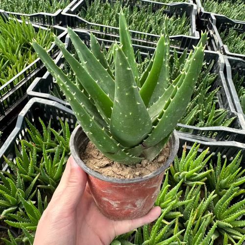 水培芦荟能直接用自来水吗？-第3张图片-吾爱花网