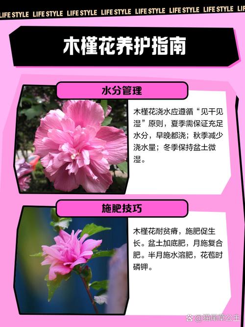 盆栽小木槿秋天怎么养护？-第1张图片-吾爱花网