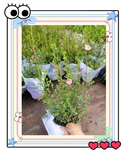 盆栽小木槿秋天怎么养护？-第2张图片-吾爱花网