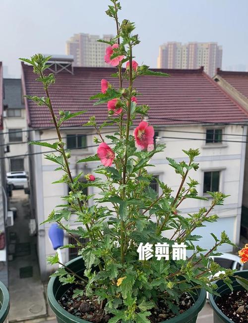 盆栽小木槿秋天怎么养护？-第3张图片-吾爱花网