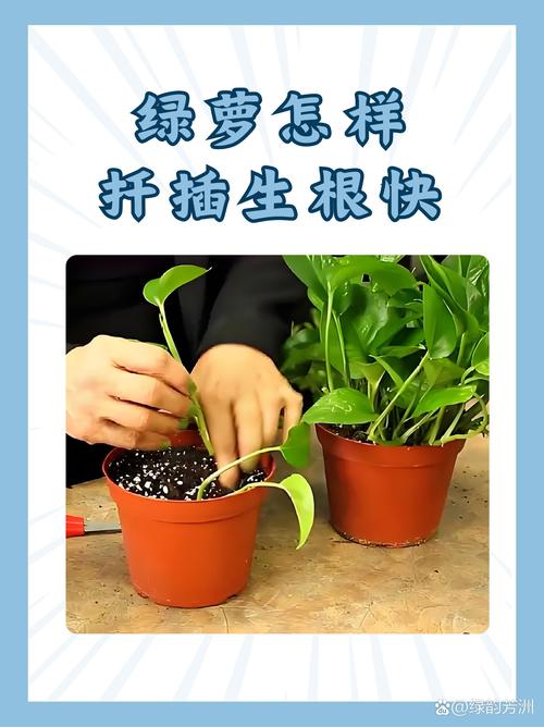 水培绿萝用生根粉怎么操作？-第2张图片-吾爱花网