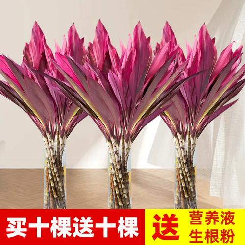 水培紫竹客厅养可行吗？-第3张图片-吾爱花网