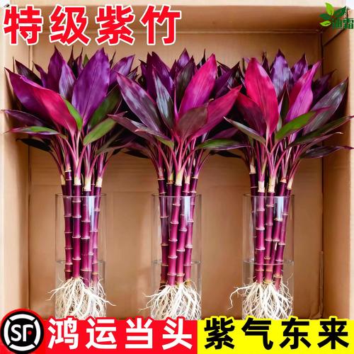 水培紫竹客厅养可行吗？-第1张图片-吾爱花网