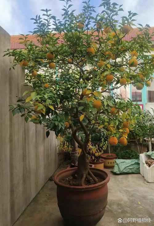 盆栽桔树何时施肥最合适？-第1张图片-吾爱花网
