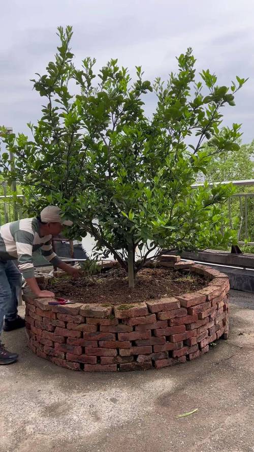 盆栽桔树何时施肥最合适？-第2张图片-吾爱花网