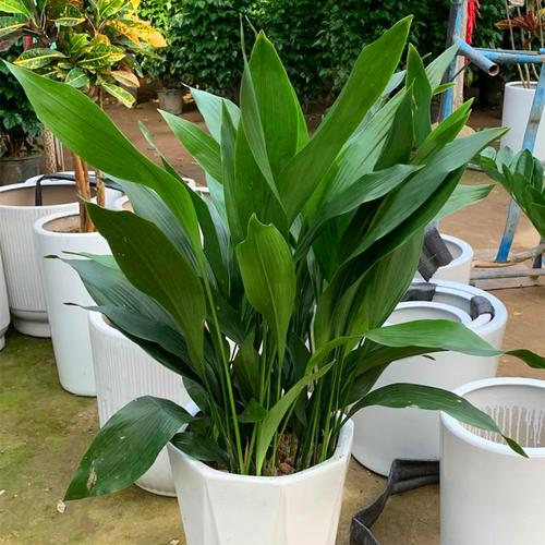 观叶兰盆栽好在哪？-第2张图片-吾爱花网