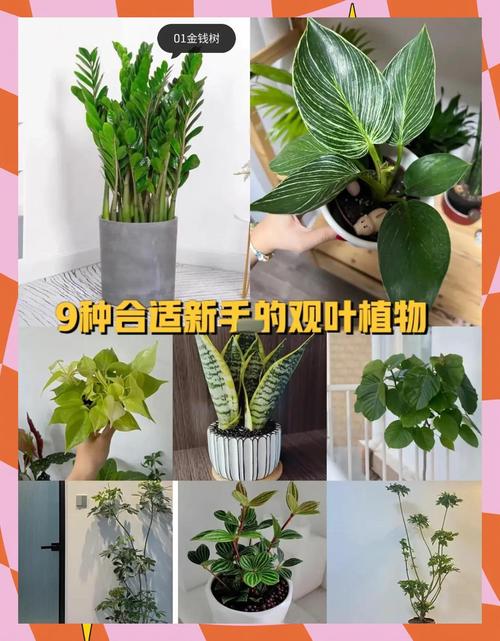 观叶兰盆栽好在哪？-第1张图片-吾爱花网