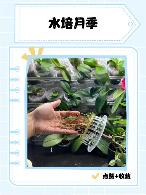 土里种的月季能直接水培吗？-第1张图片-吾爱花网