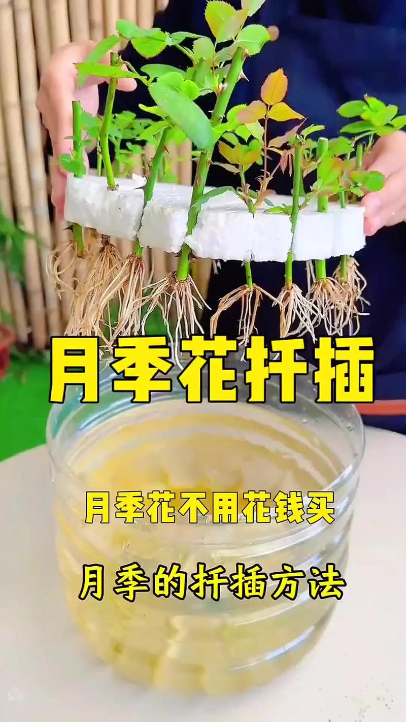 土里种的月季能直接水培吗？-第2张图片-吾爱花网