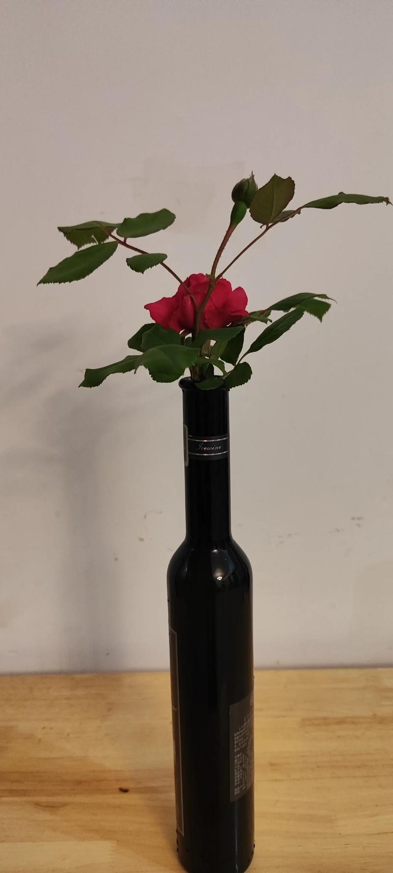 土里种的月季能直接水培吗？-第3张图片-吾爱花网