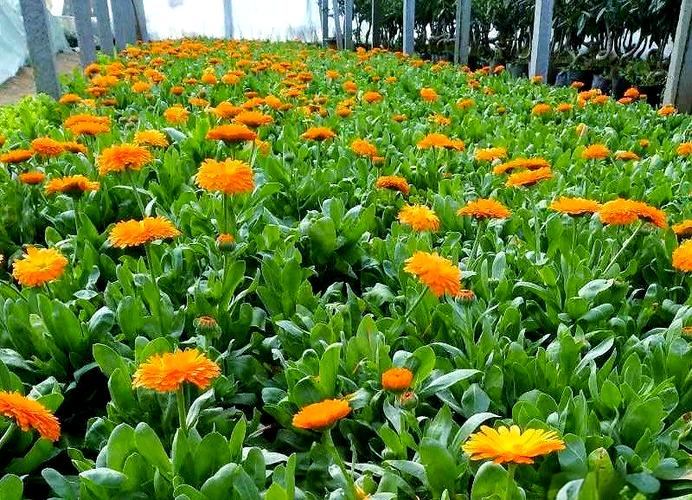 金盏盆栽后期管理关键技巧有哪些？-第2张图片-吾爱花网