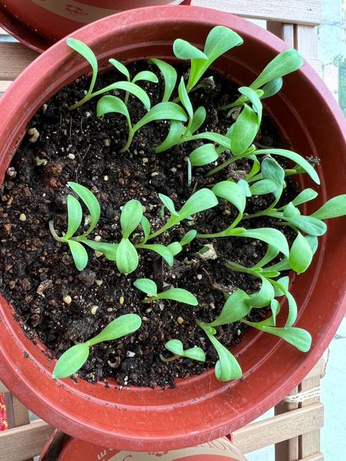 金盏盆栽后期管理关键技巧有哪些？-第3张图片-吾爱花网