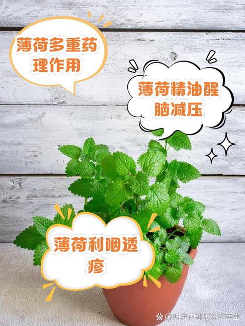 薄荷盆栽有哪些独特功效与作用？-第2张图片-吾爱花网