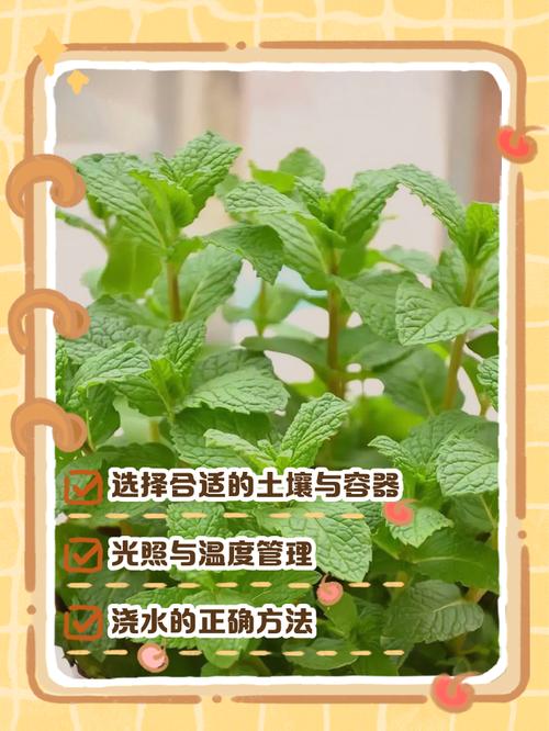 薄荷盆栽有哪些独特功效与作用？-第3张图片-吾爱花网