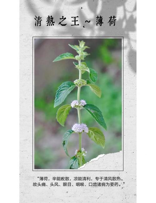 薄荷盆栽有哪些独特功效与作用？-第1张图片-吾爱花网