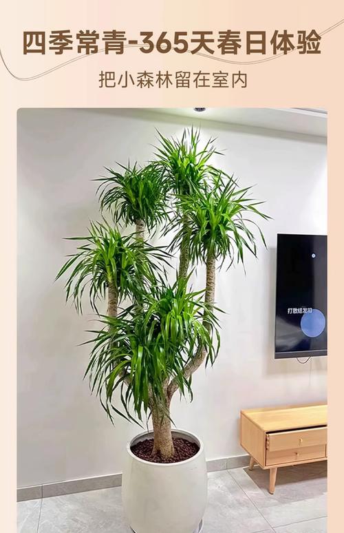 龙血树盆栽寿命究竟有多长？-第3张图片-吾爱花网