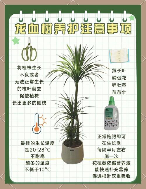 龙血树盆栽寿命究竟有多长？-第2张图片-吾爱花网